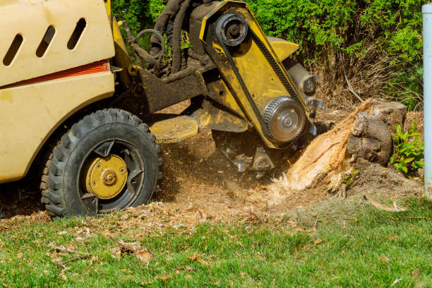 Best Tree Trimming and Pruning  in Kaunakakai, HI